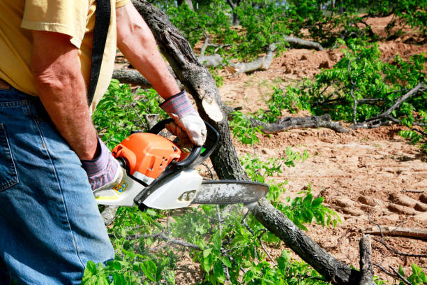 Why Choose Our Tree Removal Services in Cape Charles, VA?